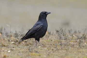 Carrion crow standing in a green meadow