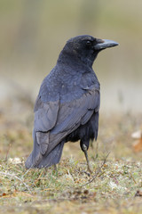 Carrion crow standing in a green meadow