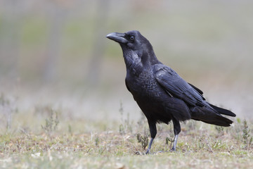 Common Raven