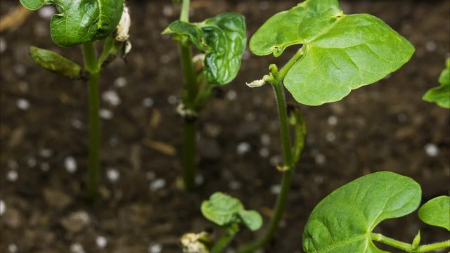Green Bean Vegetable Seed Time Lapse Video