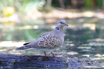 Wild Turtle Dove, Streptopelia turtur in very close distance, si