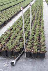 Thyme in pots
