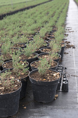 Thyme in pots