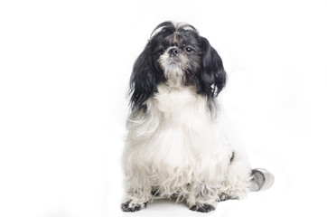 small dog on a white background