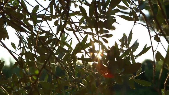 albero, ulivo, raggio di sole,