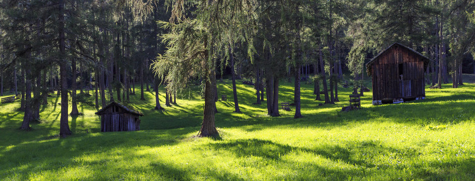 Capanne in legno immerse in una meravigliosa foresta di pini con prato verde. Un luogo di pace e tranquillità ideale per un momento di relax.