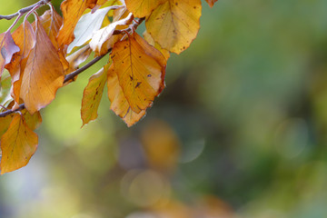 Colorfult autumn leafs