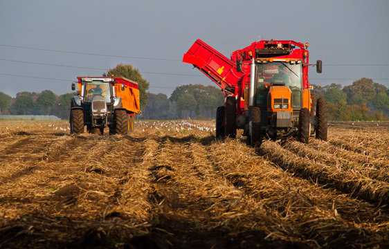 Potato Harvest