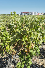 Fototapeta na wymiar Vineyards and vine factory