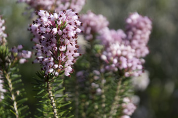 Fototapeta premium Common heather, Ling (Calluna vulgaris)