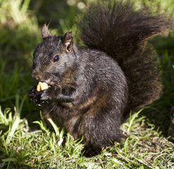 Beautiful photo of a cute black squirrel