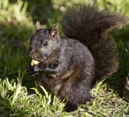 Beautiful image with a black squirrel