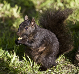 Beautiful background with a black squirrel