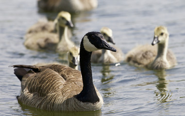 Beautiful isolated photo of a family of the Canada geese