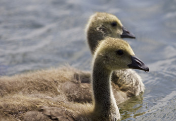 Beautiful picture with a pair of chicks of the Canada geese swimming together
