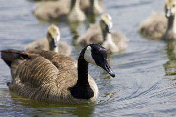 Beautiful isolated picture with a family of the Canada geese