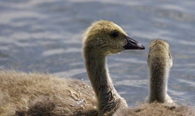 Beautiful image with a pair of chicks of the Canada geese