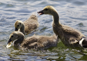 Beautiful background with a family of the Canada geese