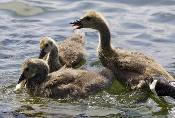 Beautiful isolated picture with a family of the Canada geese