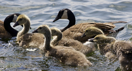 Beautiful isolated image with a family of the Canada geese