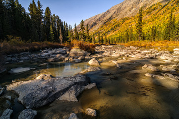 Sunlight lighten large boulders in riverbed of beneaped Multa river. It's flowing between the slopes of the mountains covered with conifers and larch trees in autumn colors, Altai