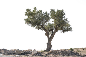 Isolated olive tree - 125409903