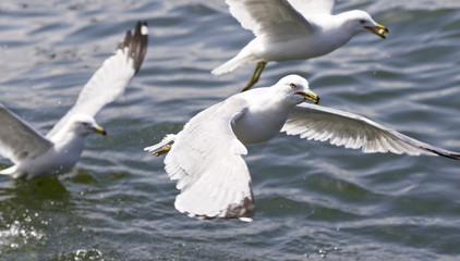 Fototapeta na wymiar Beautiful isolated photo with the gulls flying