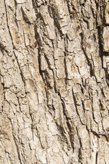 Tree bark background / texture