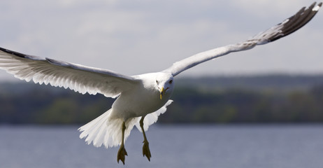 Beautiful image of a flying gull