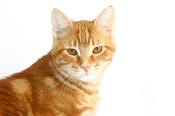 Fototapeta premium Mały czerwony kot