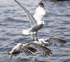 Beautiful photo of the flying gulls