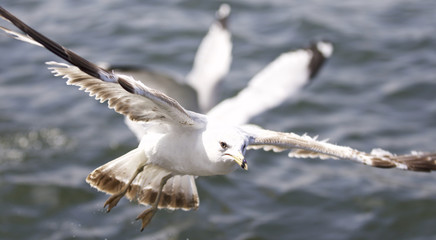 Beautiful isolated picture with the gulls flying