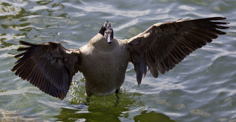 Beautiful isolated photo of a Canada goose staying with the opened wings