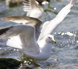 Beautiful photo of a gull on the shore