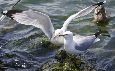 Beautiful isolated image with the gulls fighting for the food