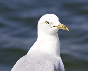 Beautiful isolated picture with a ring-billed gull