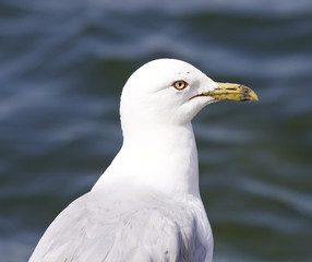 Beautiful isolated image with a ring-billed gull