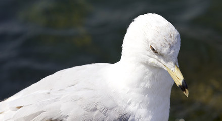 Beautiful background with a ring-billed gull