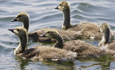 Beautiful isolated photo of a family of the Canada geese
