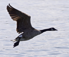 Beautiful isolated picture with a Canada goose taking off from the water