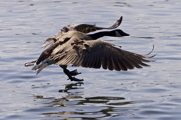 Beautiful isolated image with a Canada goose landing to the water