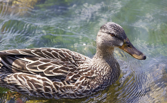 Beautiful photo of a funny duck