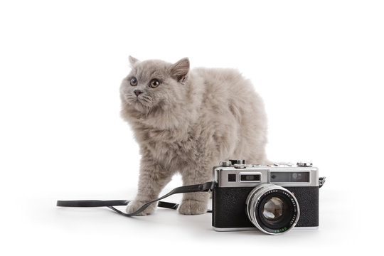 portrait jeune chatte de race british long hair couleur lilac avec appareil photo vintage