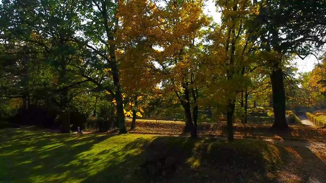 Beautiful autumn colors in a tree with yellow and orange autumn leaves. Rogalin. Poland.