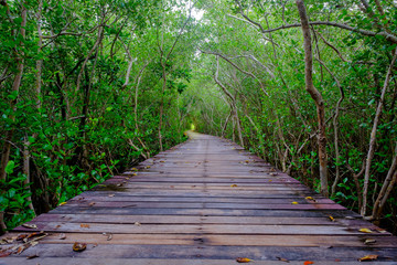 Mangrove forest with wood walkway bridge and leaves of tree.Phetchaburi ,Thailand. Photo taken on: Octuber 29, 2016