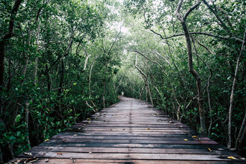 Obraz premium twilight photo.Mangrove forest with wood walkway bridge and leaves of tree.Phetchaburi ,Thailand. Photo taken on: Octuber 29, 2016