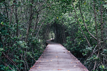 twilight photo. Mangrove forest with wood walkway bridge and leaves of tree.Phetchaburi ,Thailand. Photo taken on: Octuber 29, 2016