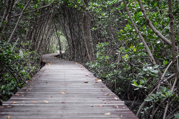 Obraz premium Mangrove forest with wood walkway bridge and leaves of tree.Phetchaburi ,Thailand. Photo taken on: Octuber 29, 2016