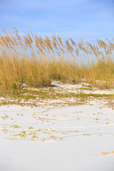 Wild grasses on Henderson state park beach sea coast. Beautiful