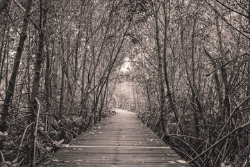 Black and white photo of mangrove forest with wood walkway bridge and leaves of tree.Phetchaburi ,Thailand. Photo taken on: Octuber 29, 2016